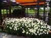 Гостевой дом Lozyata Guest House Обзор-4